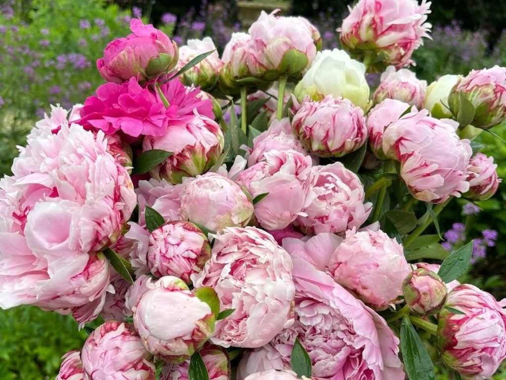 Shane's giant handful of pink peonies